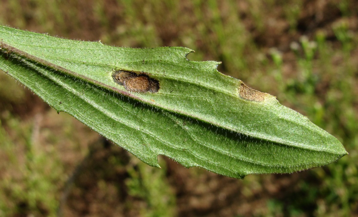 Image of Erigeron acris specimen.