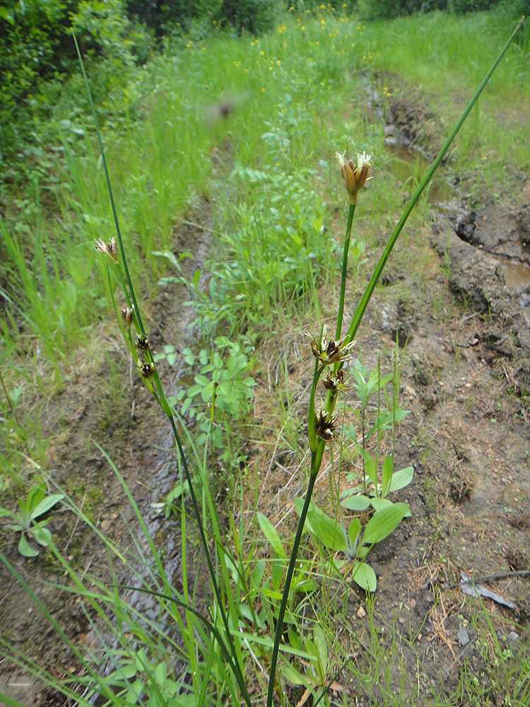 Image of Juncus leucochlamys specimen.