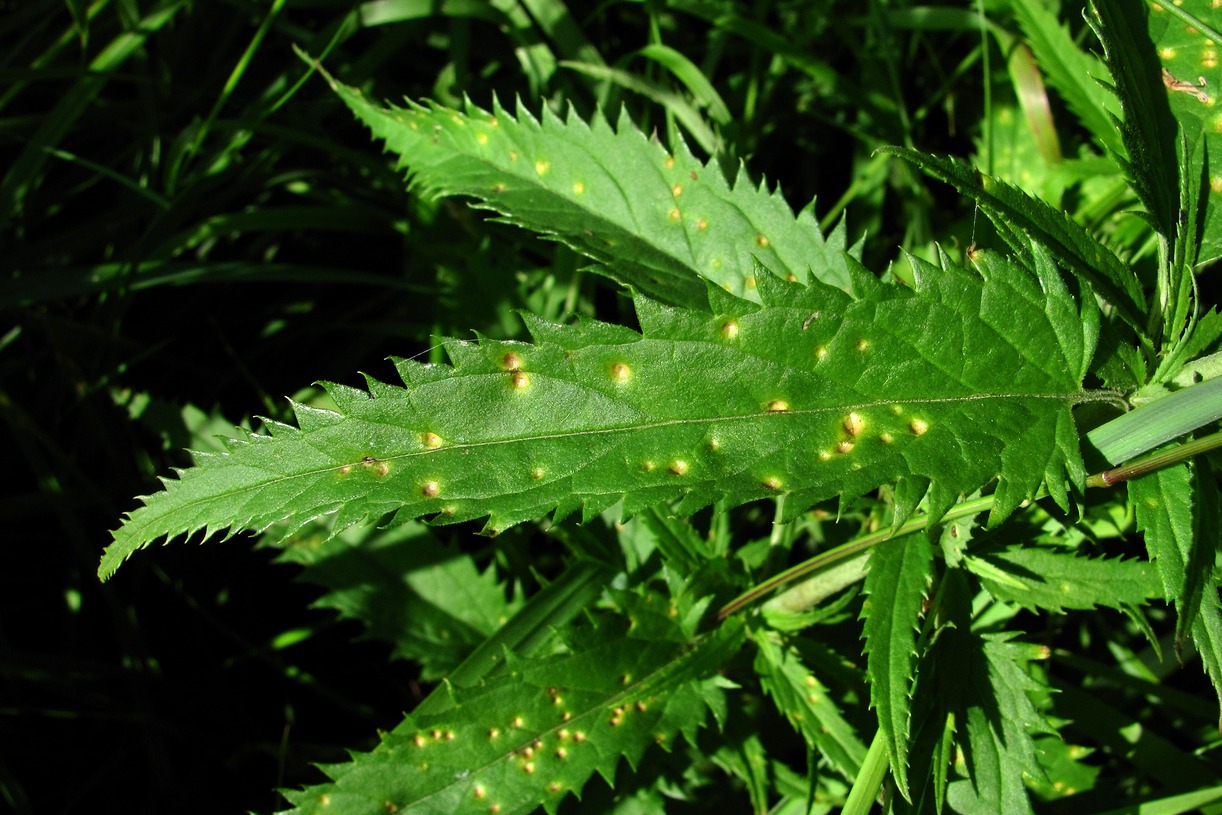 Image of Veronica longifolia specimen.