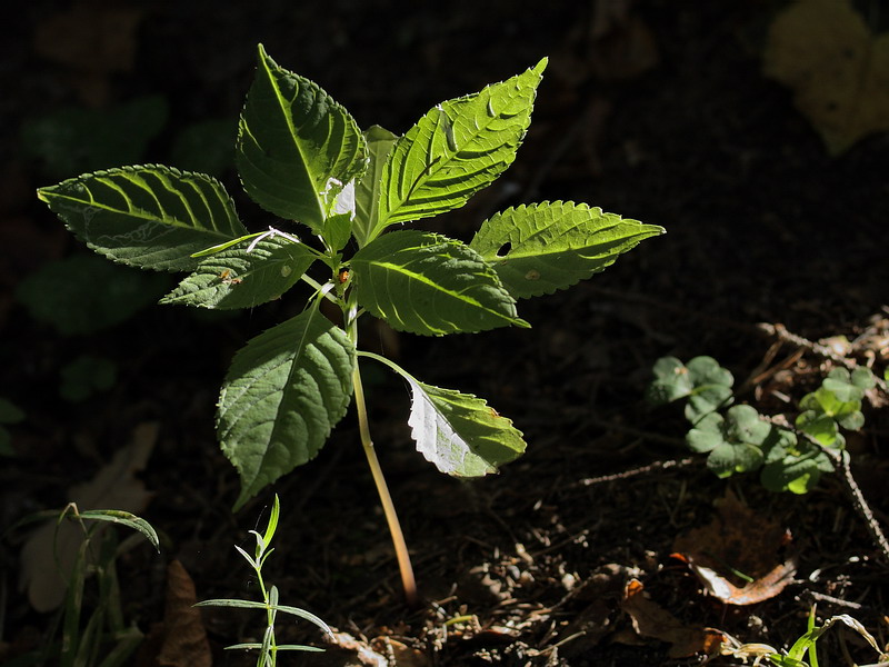 Image of Impatiens parviflora specimen.