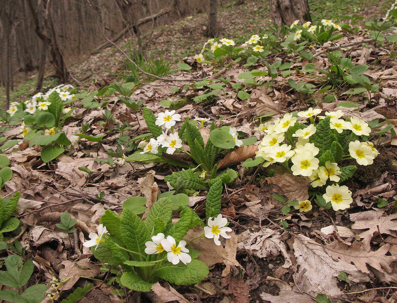 Image of Primula vulgaris specimen.