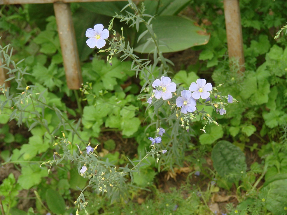 Image of Linum baicalense specimen.