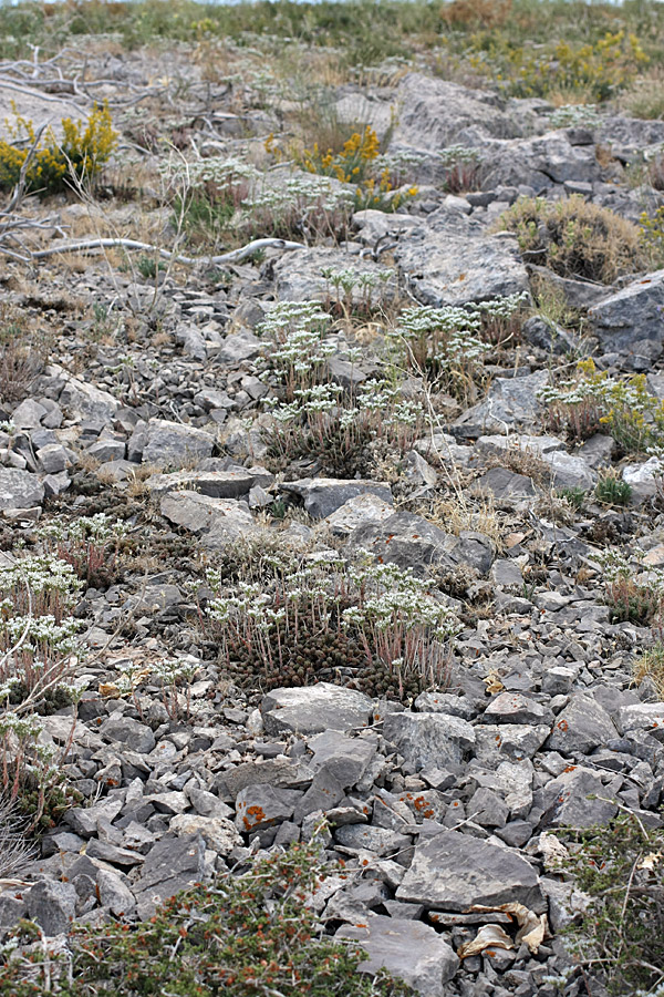 Image of Sedum alberti specimen.