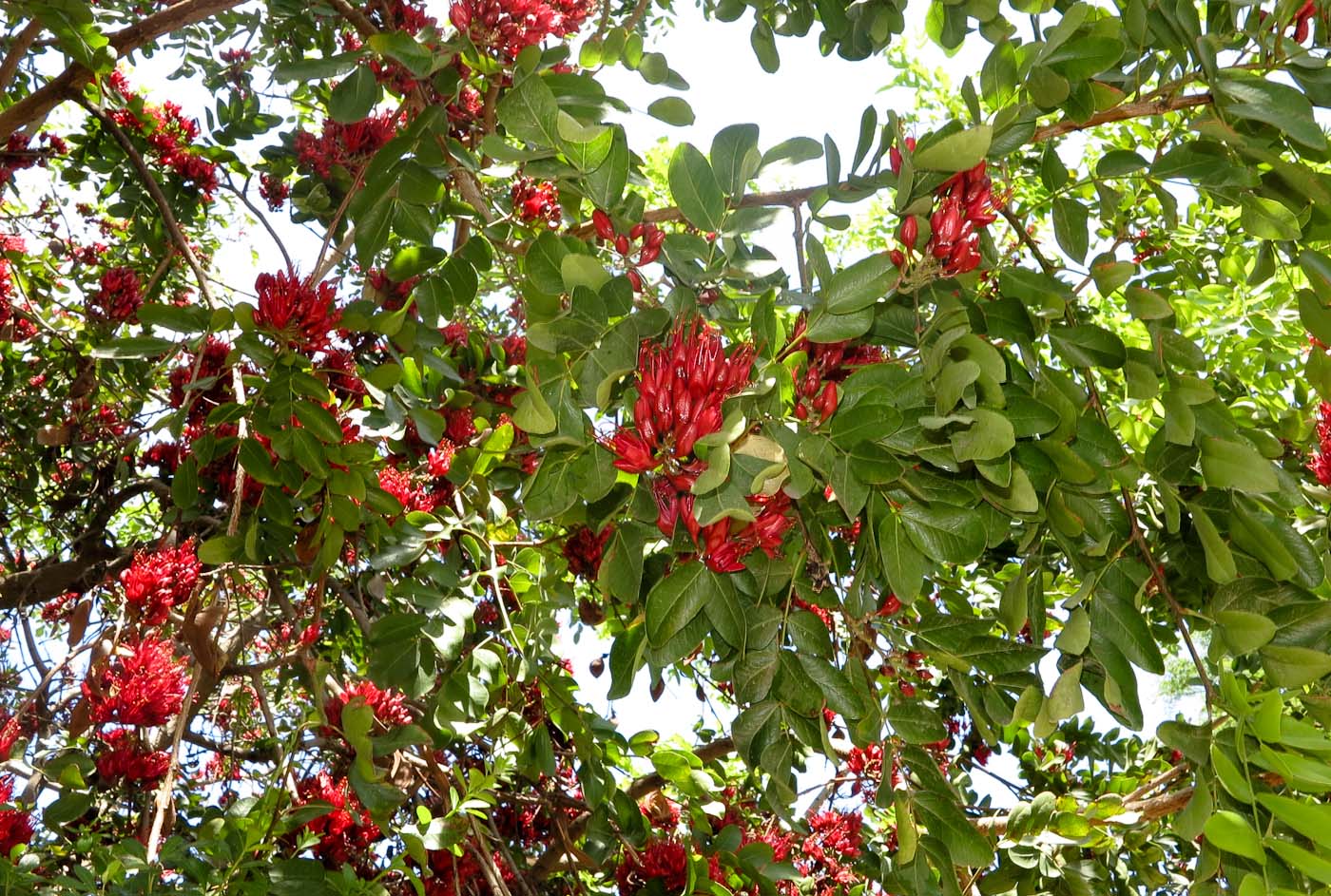 Image of Schotia brachypetala specimen.