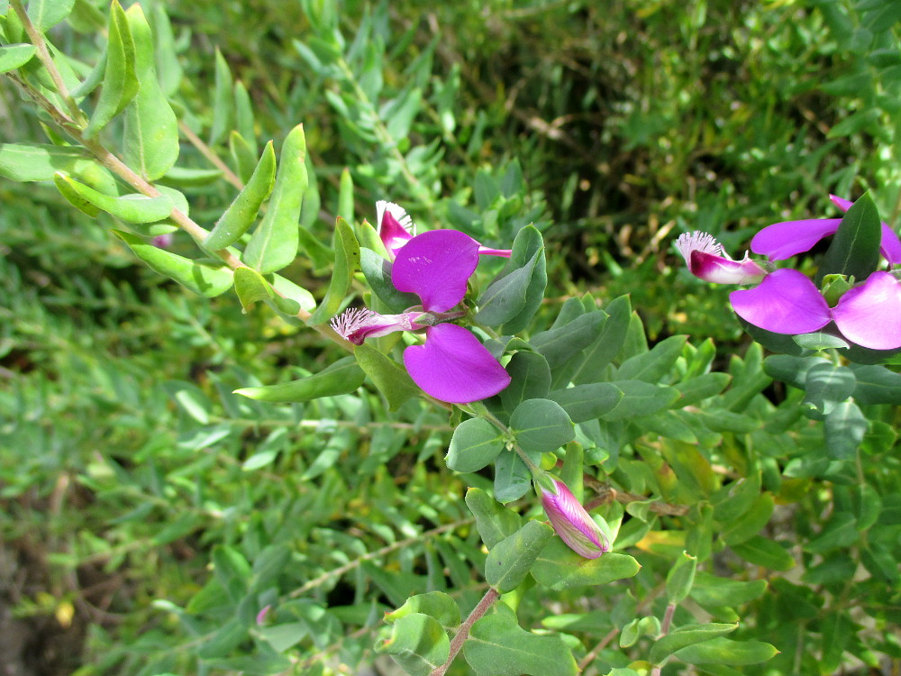 Изображение особи Polygala dalmaisiana.