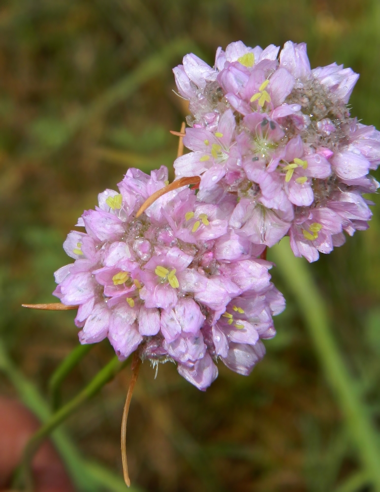 Изображение особи Armeria vulgaris.