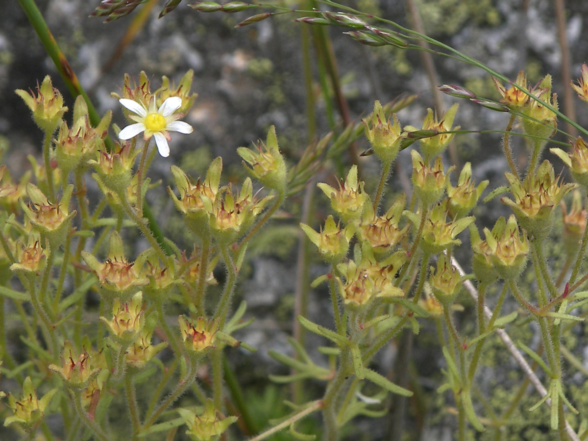 Image of Saxifraga moschata specimen.