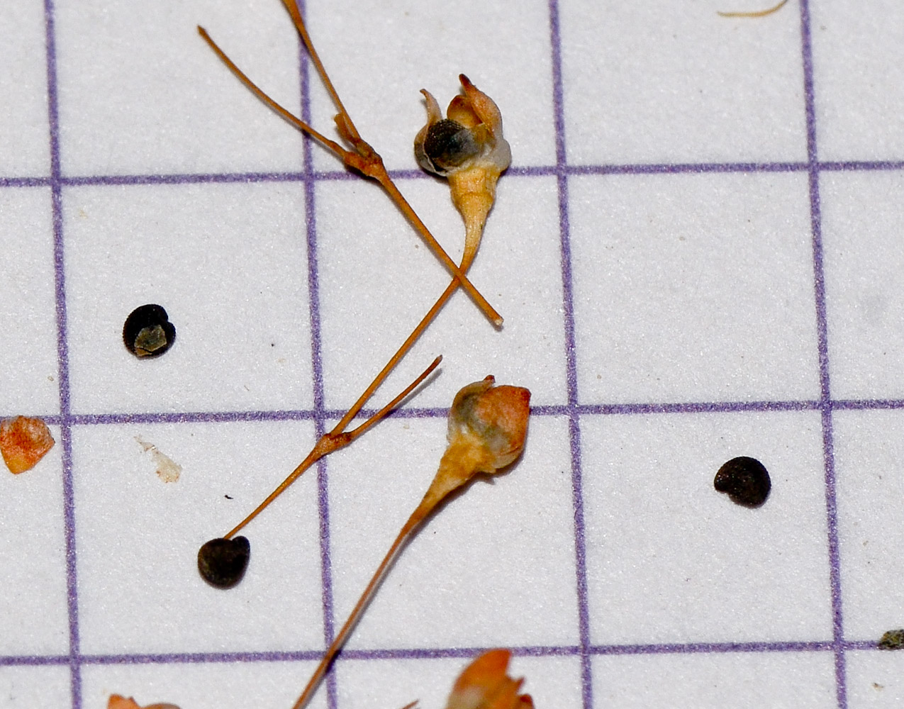 Image of Gypsophila capillaris specimen.