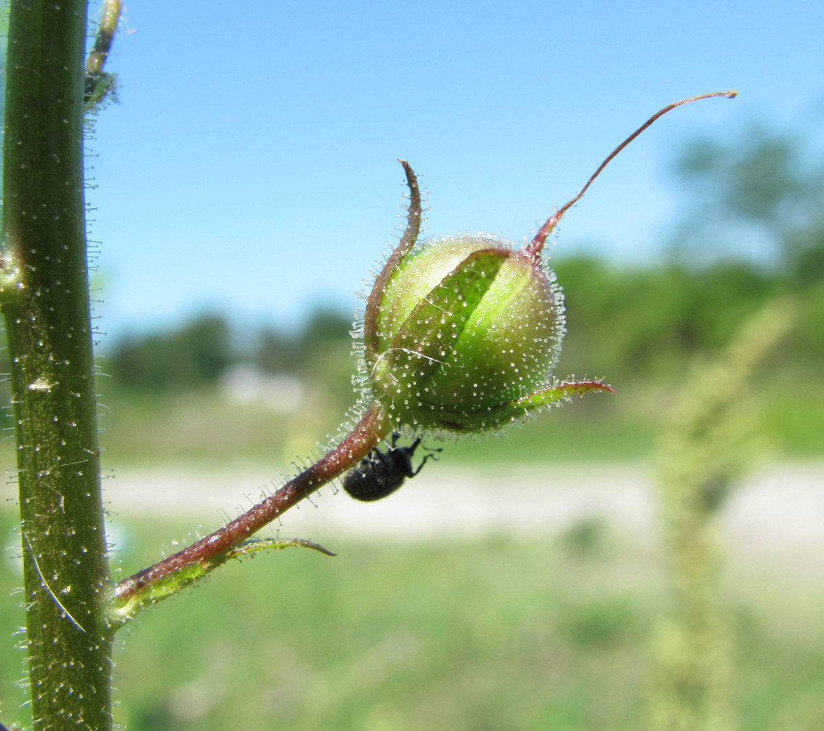 Image of Verbascum blattaria specimen.