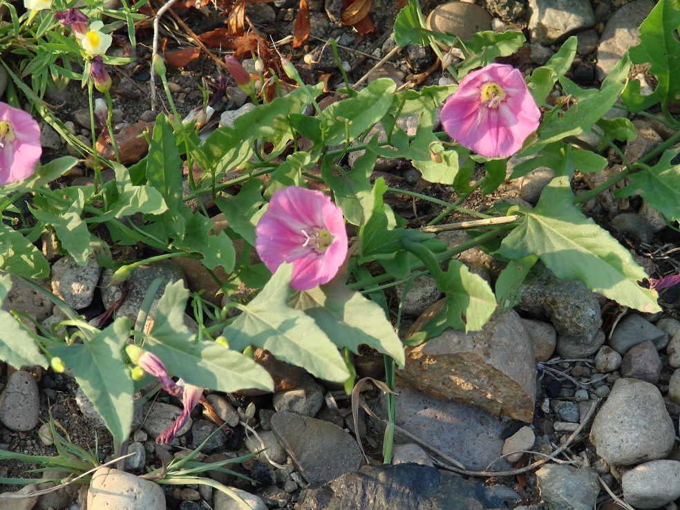 Image of Convolvulus arvensis specimen.