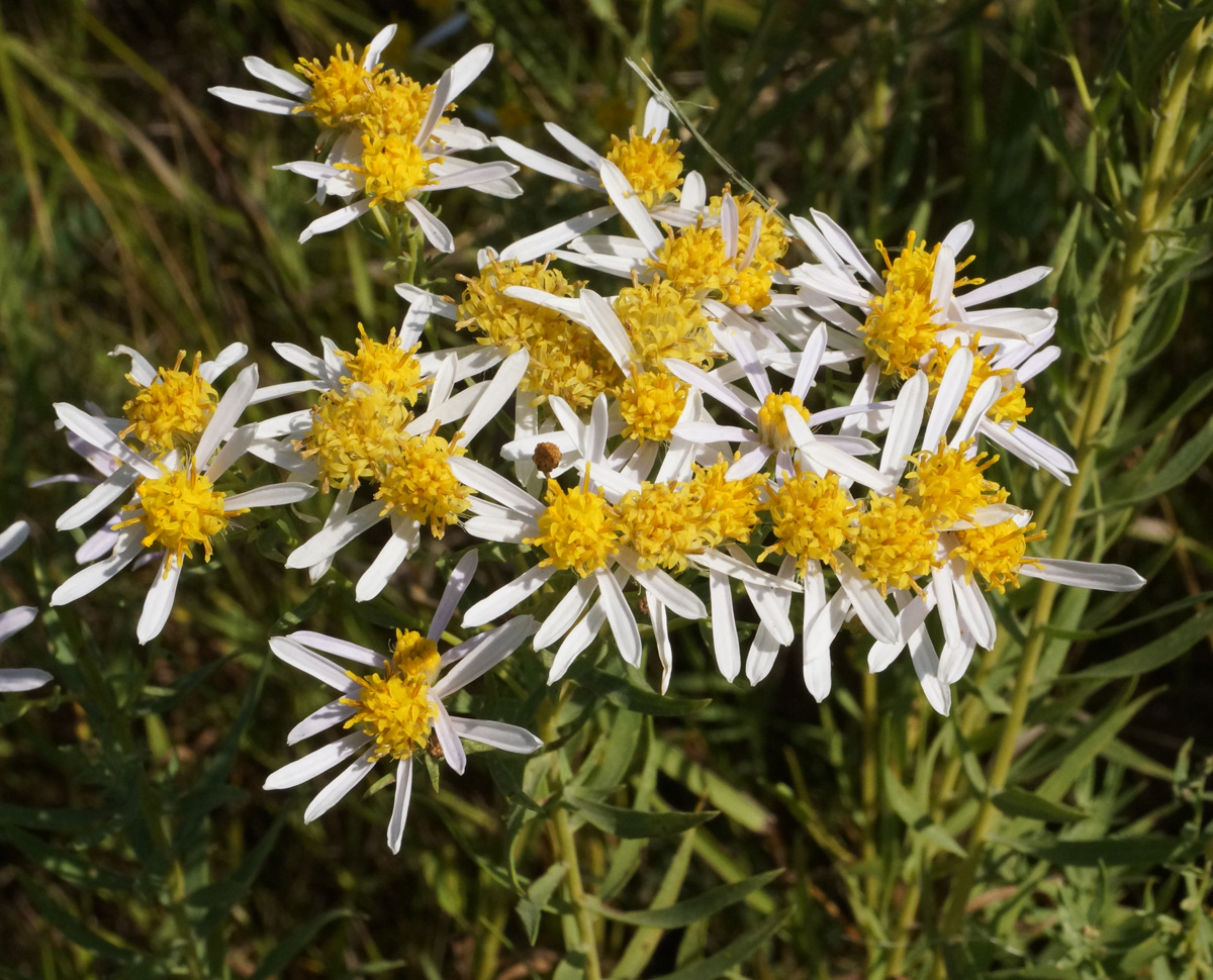 Image of genus Galatella specimen.