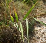 Arundo donax. Молодое расцветающее растение с повреждёнными листьями. Франция, Прованс, Сен-Тропе, каменистый склон у берега моря. 24.07.2014.