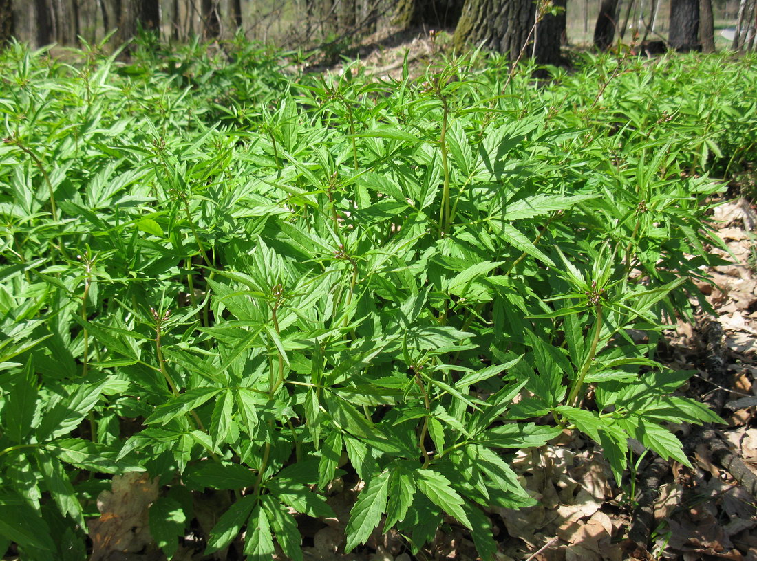 Изображение особи Cardamine bulbifera.