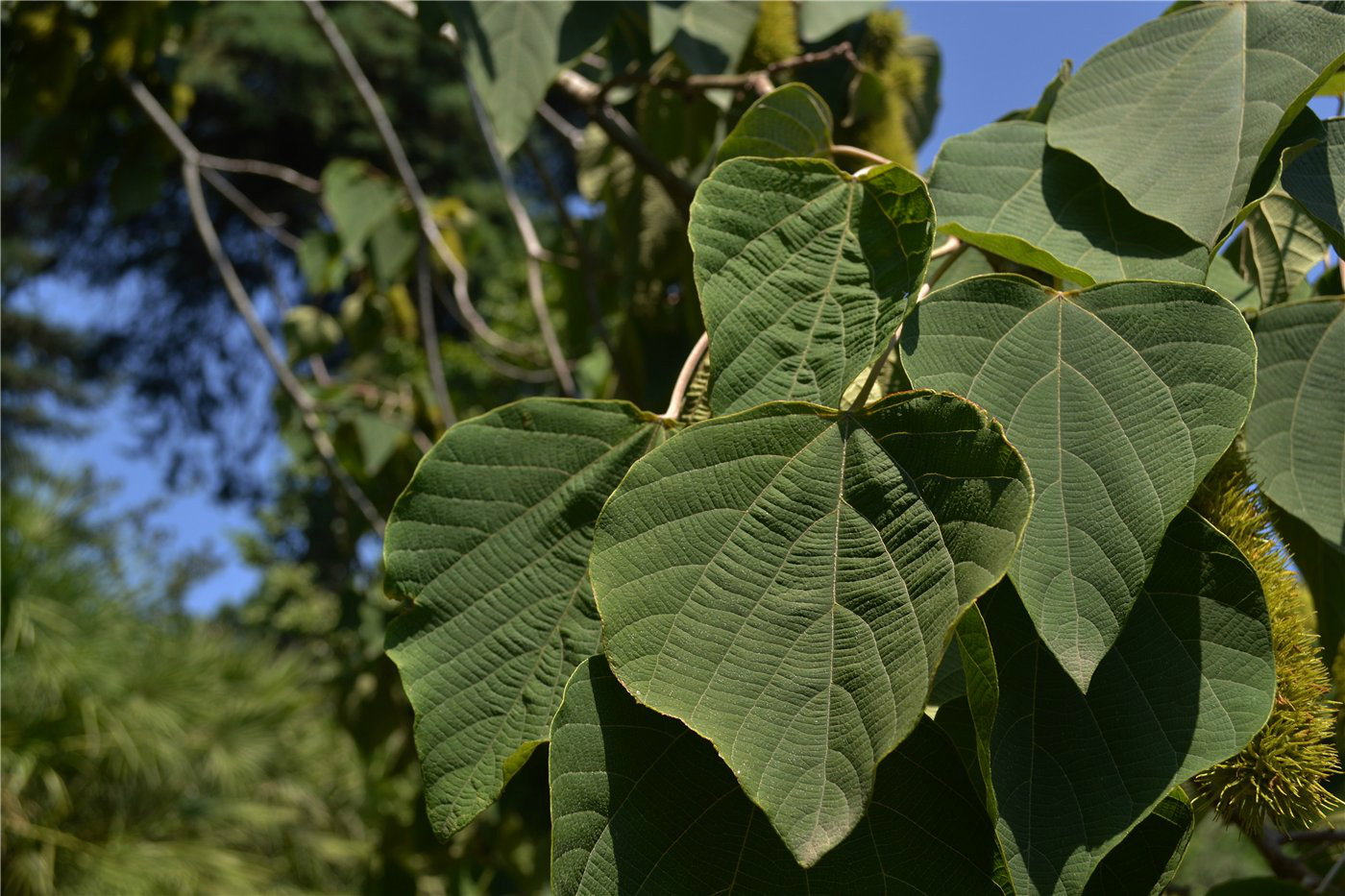 Изображение особи Mallotus japonicus.