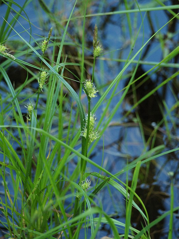 Image of Carex hirta specimen.