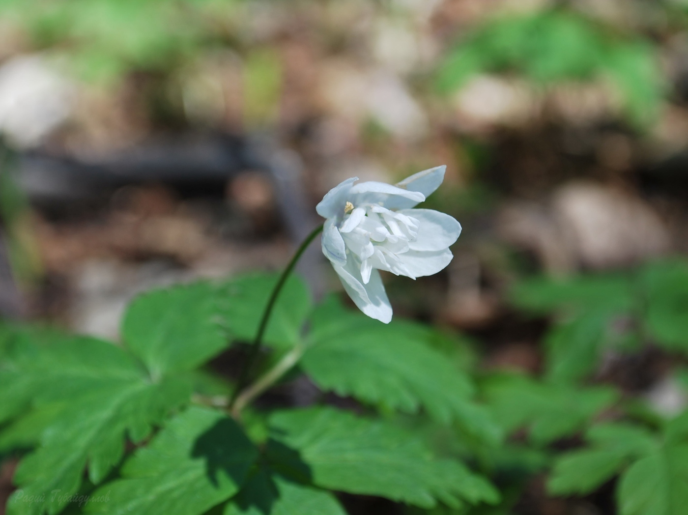 Изображение особи Anemone altaica.