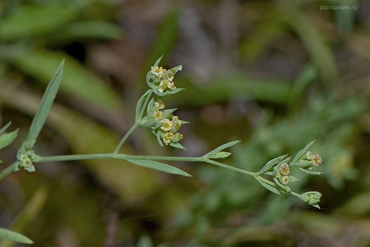 Изображение особи Bupleurum semicompositum.