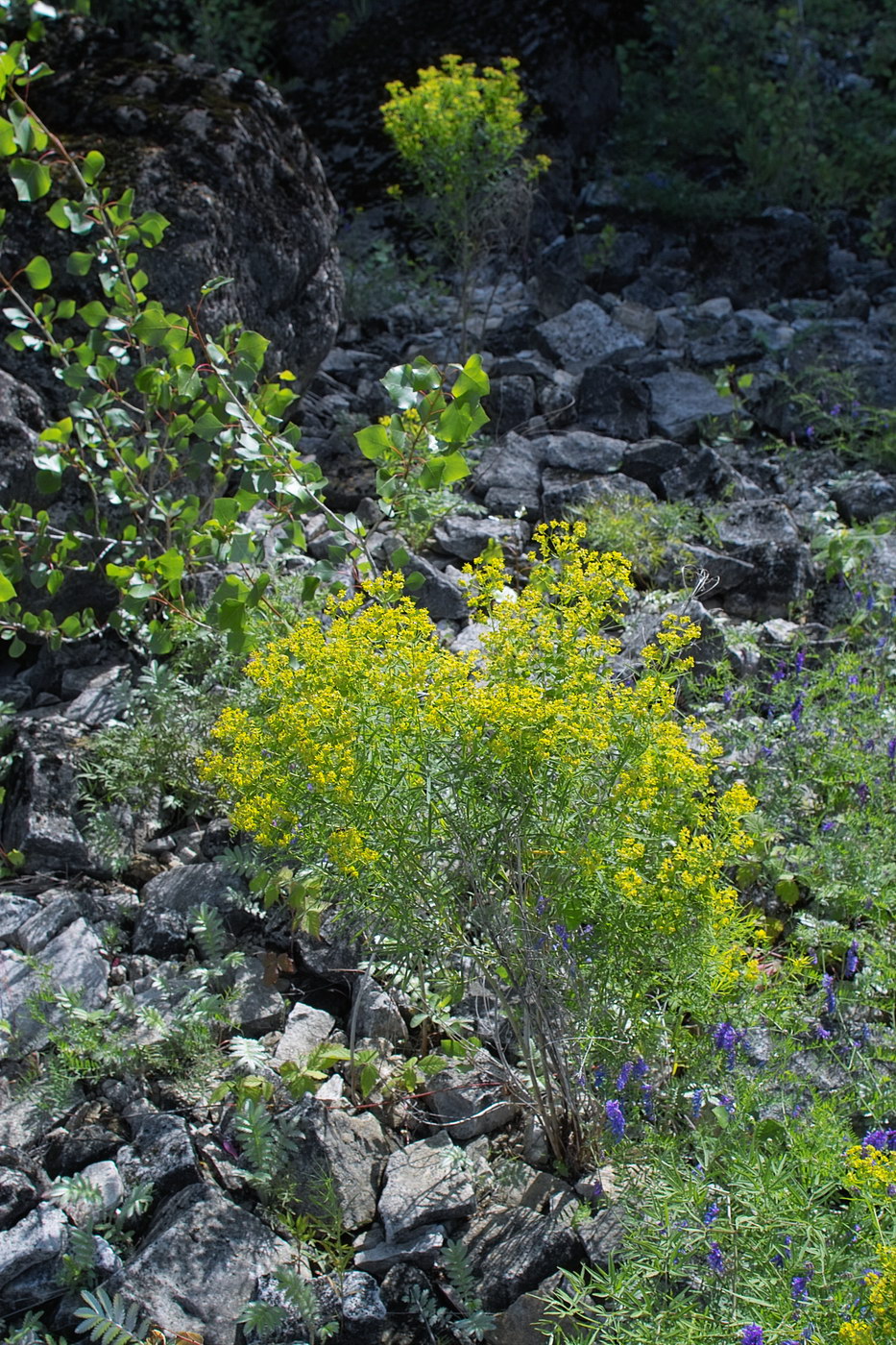 Image of Euphorbia uralensis specimen.