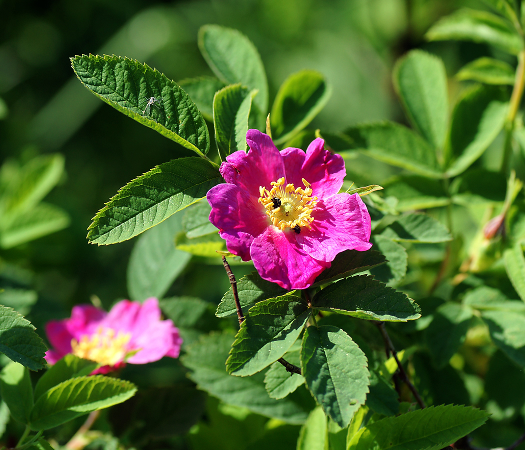 Изображение особи Rosa cinnamomea.