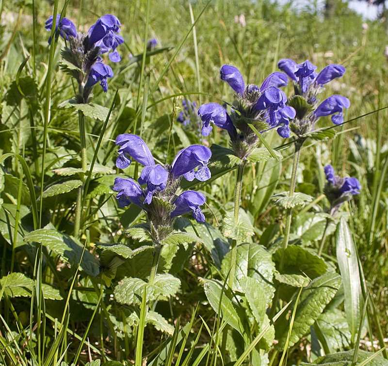 Image of Dracocephalum grandiflorum specimen.