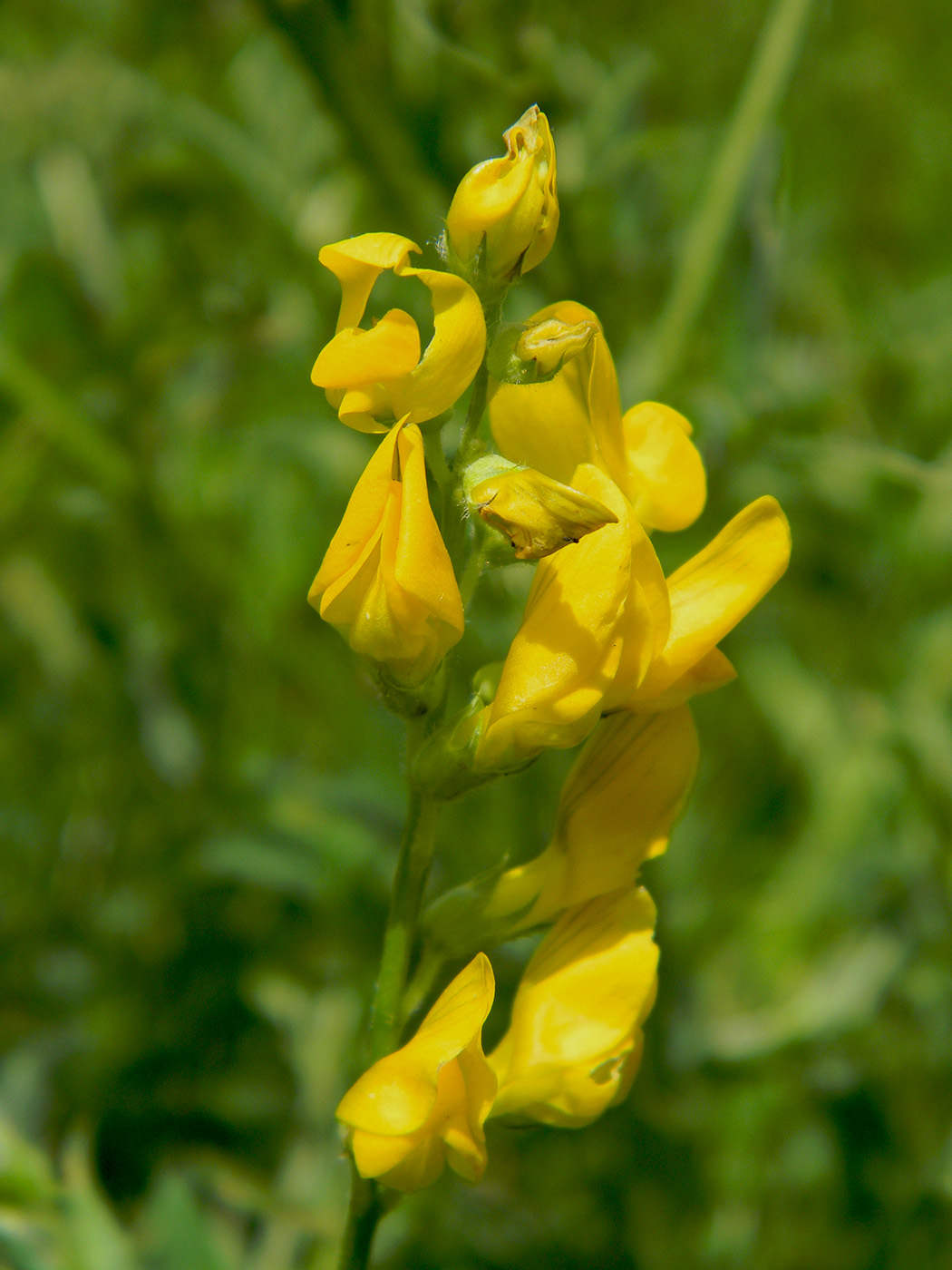 Image of Lathyrus pratensis specimen.