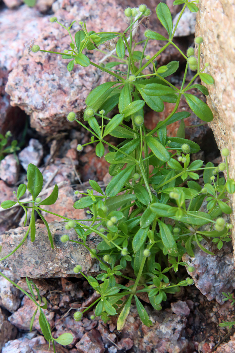 Image of Galium ibicinum specimen.