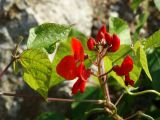 Phaseolus coccineus. Верхушка побега с соцветием. Приморье, Находкинский городской округ, бухта Рифовая, каменная осыпь. 18.09.2015.