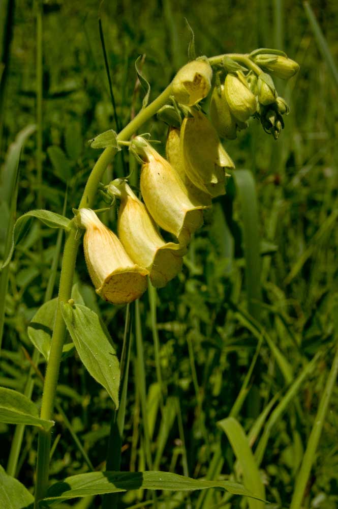 Изображение особи Digitalis grandiflora.