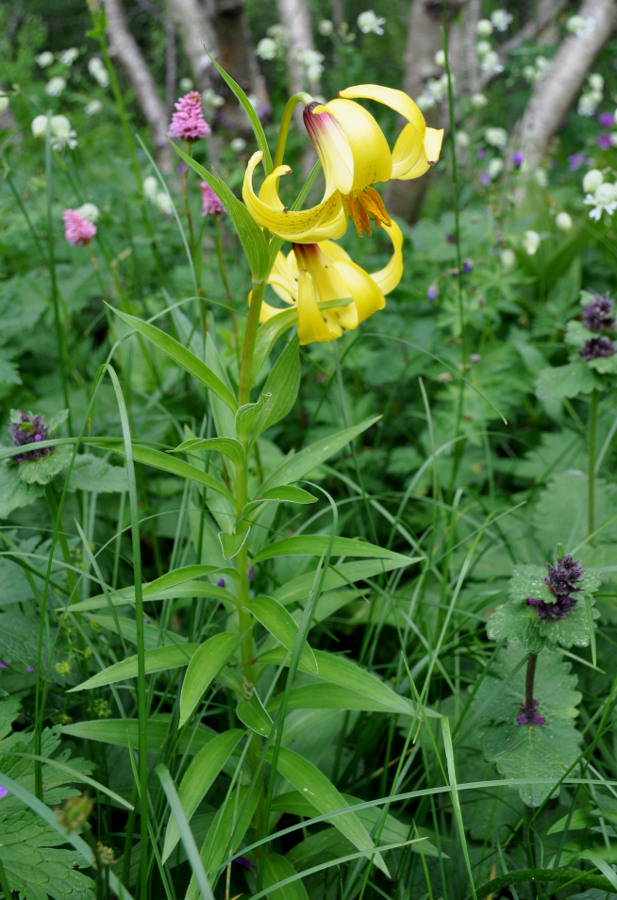 Image of Lilium monadelphum specimen.