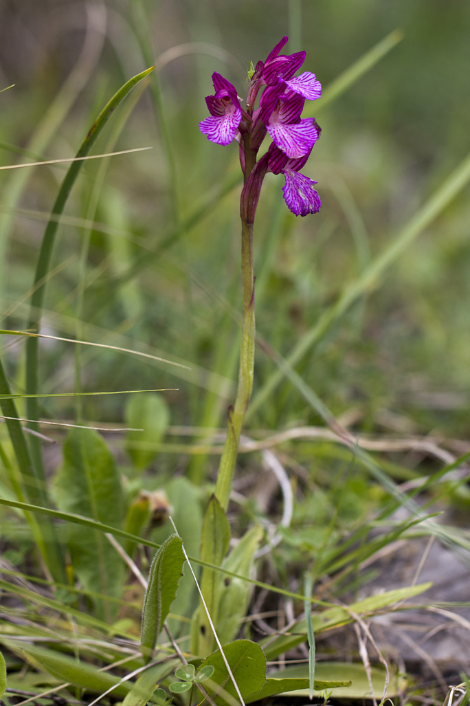 Изображение особи Anacamptis papilionacea.