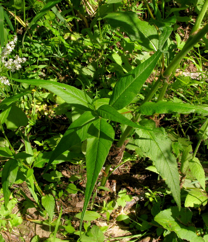 Изображение особи Aconogonon sajanense.