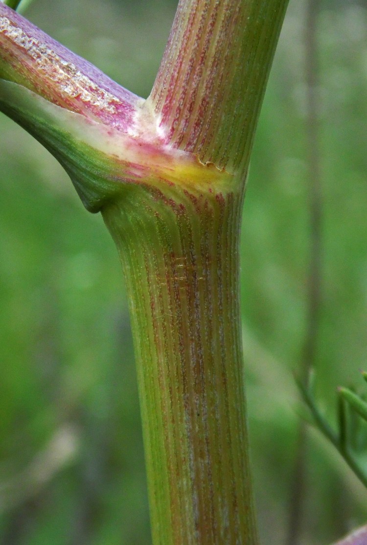 Image of Seseli arenarium specimen.