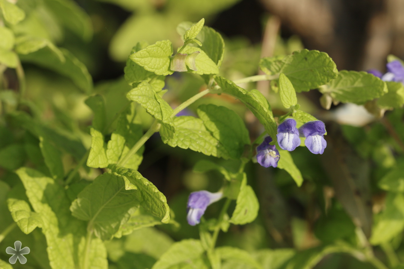 Image of Scutellaria galericulata specimen.