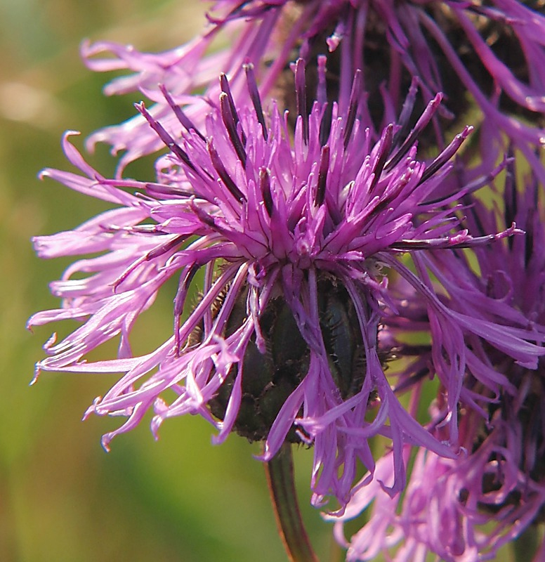 Image of Centaurea scabiosa specimen.