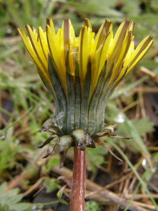 Изображение особи Taraxacum erythrospermum.