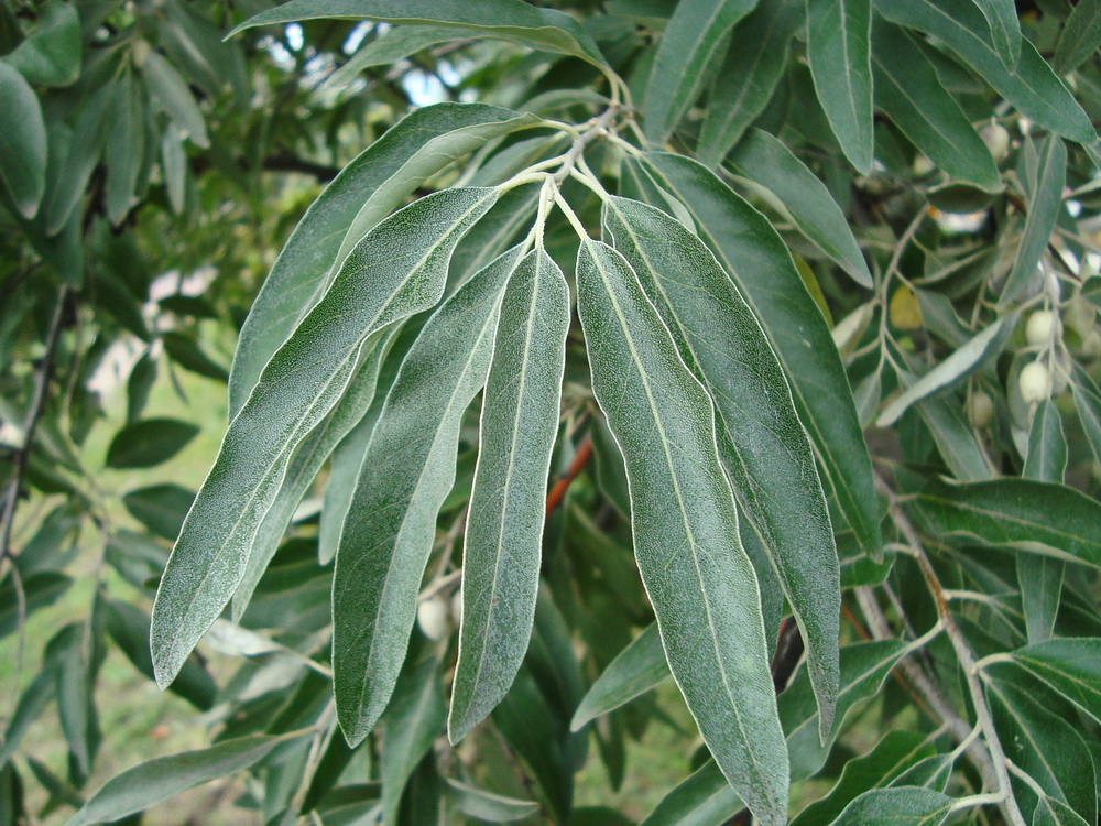 Изображение особи Elaeagnus angustifolia.