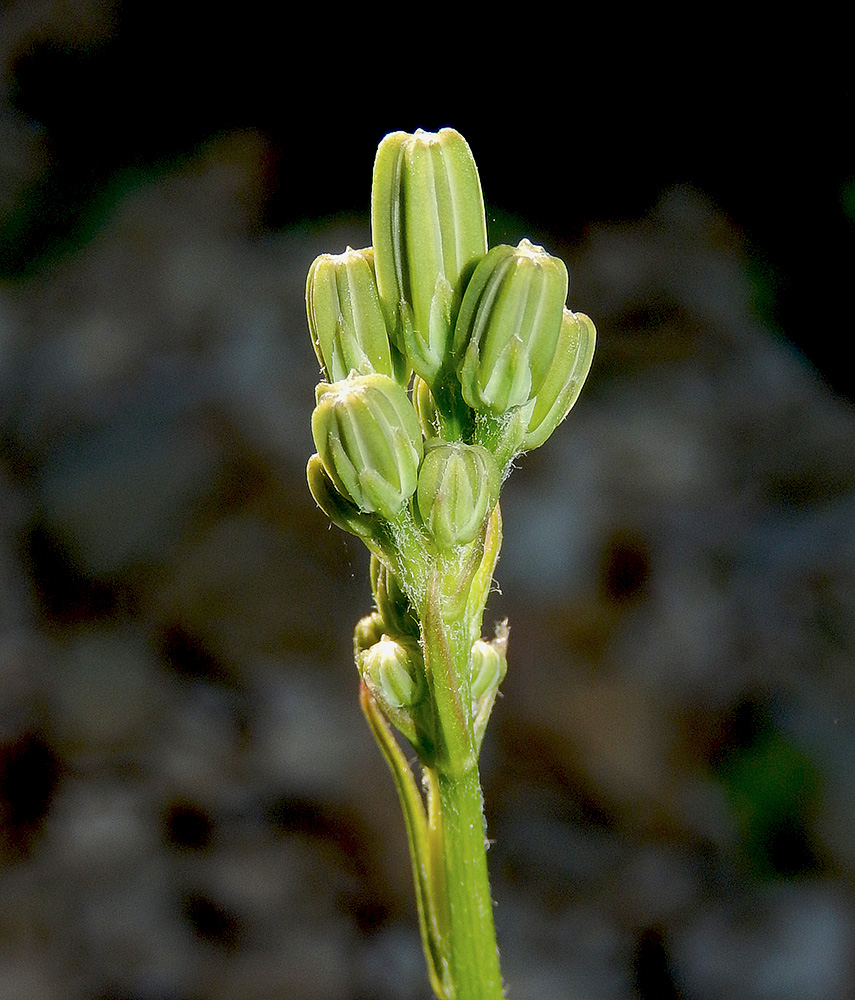 Image of Crepis pulchra specimen.