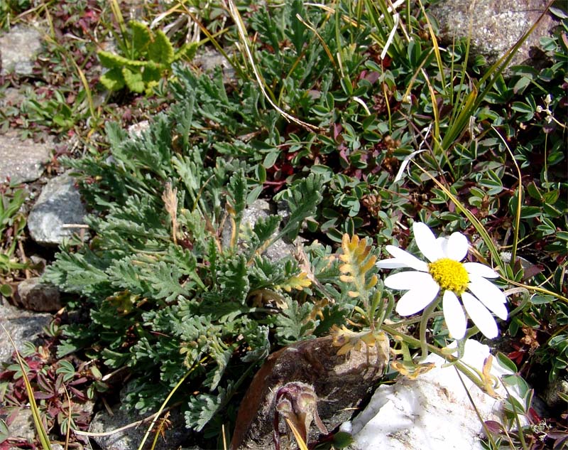 Image of Anthemis saportana specimen.