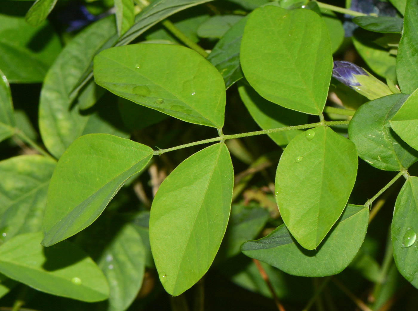 Изображение особи Clitoria ternatea.