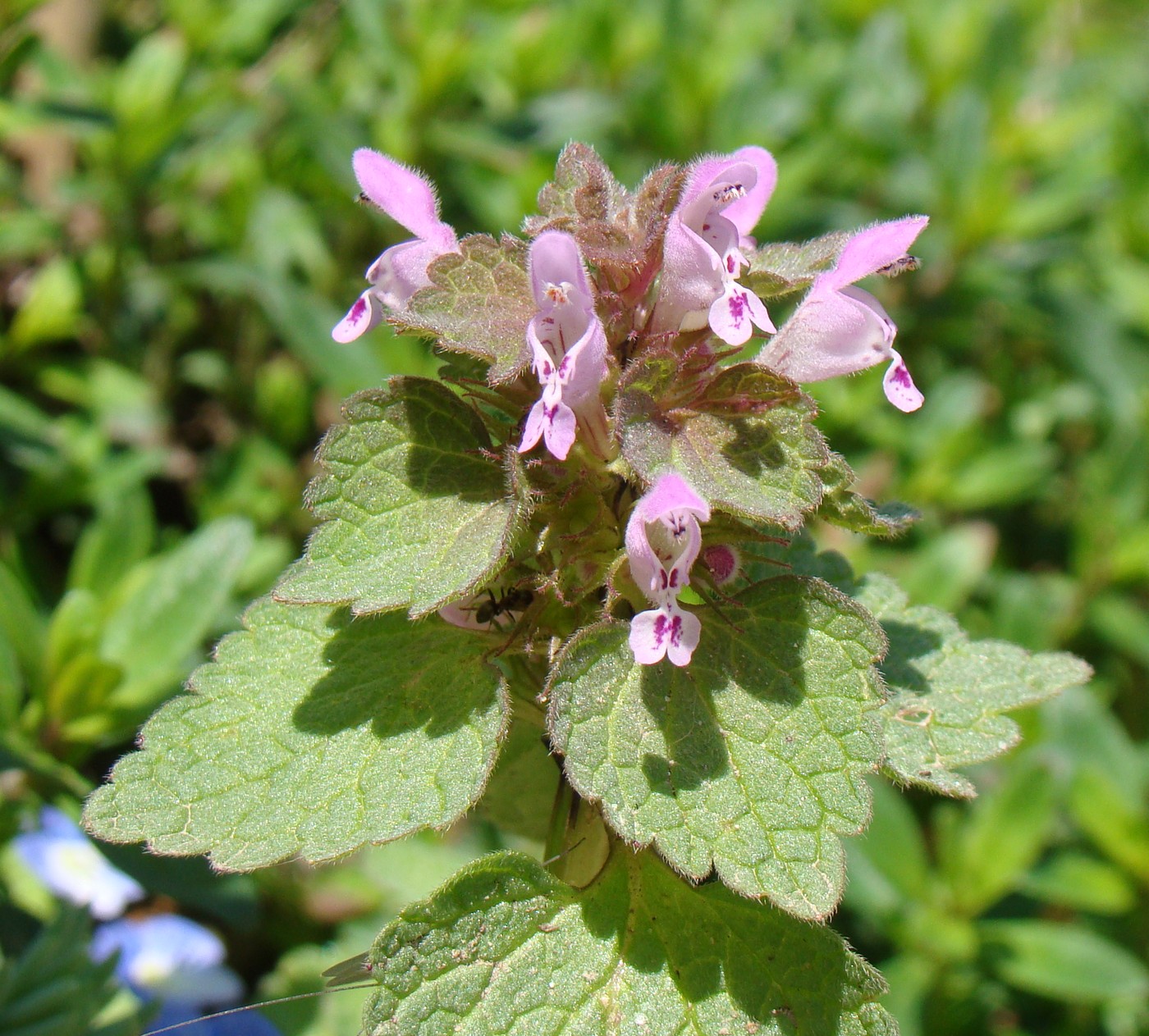 Изображение особи Lamium purpureum.