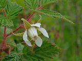 Rubus matsumuranus