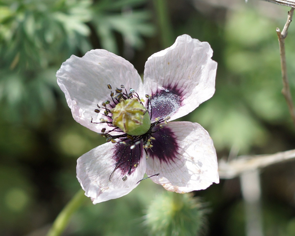 Image of genus Papaver specimen.