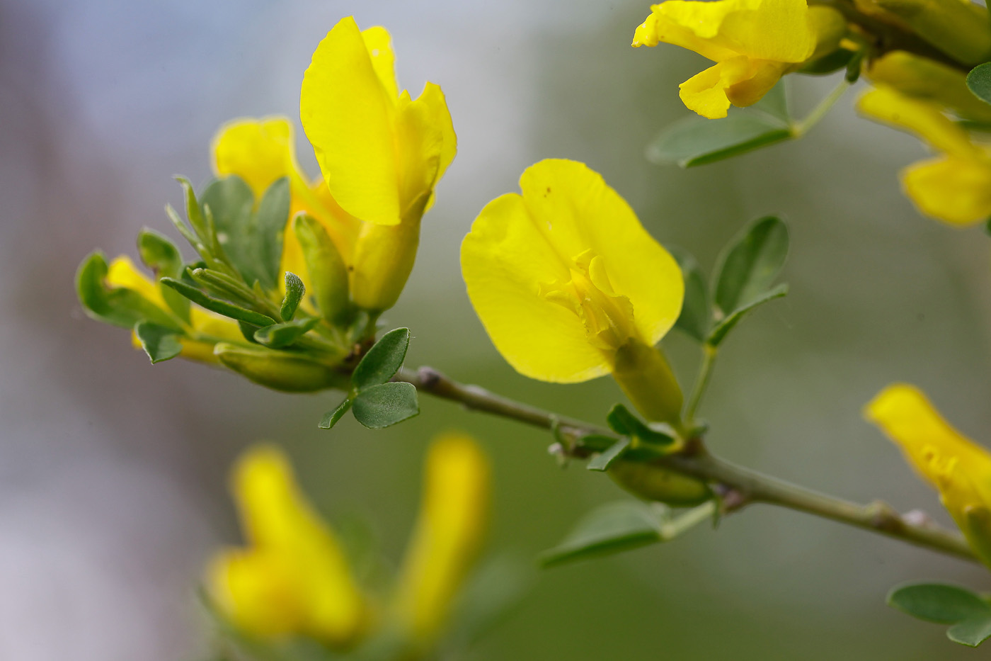 Изображение особи Chamaecytisus ruthenicus var. ssyreiszczikowii.