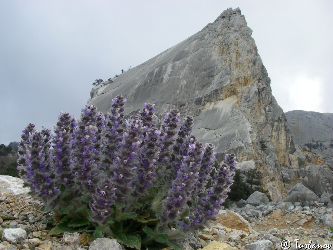 Изображение особи Ajuga orientalis.