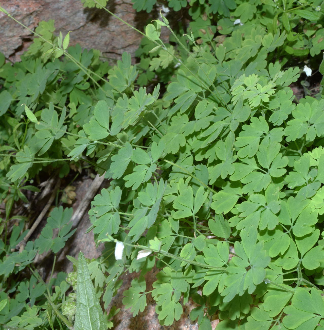 Image of Paropyrum anemonoides specimen.