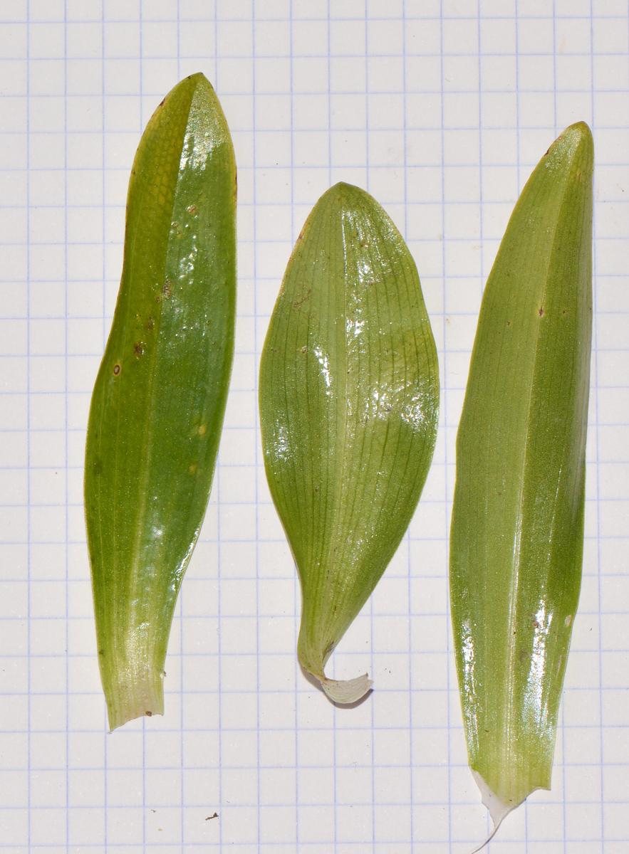 Image of Ophrys umbilicata specimen.