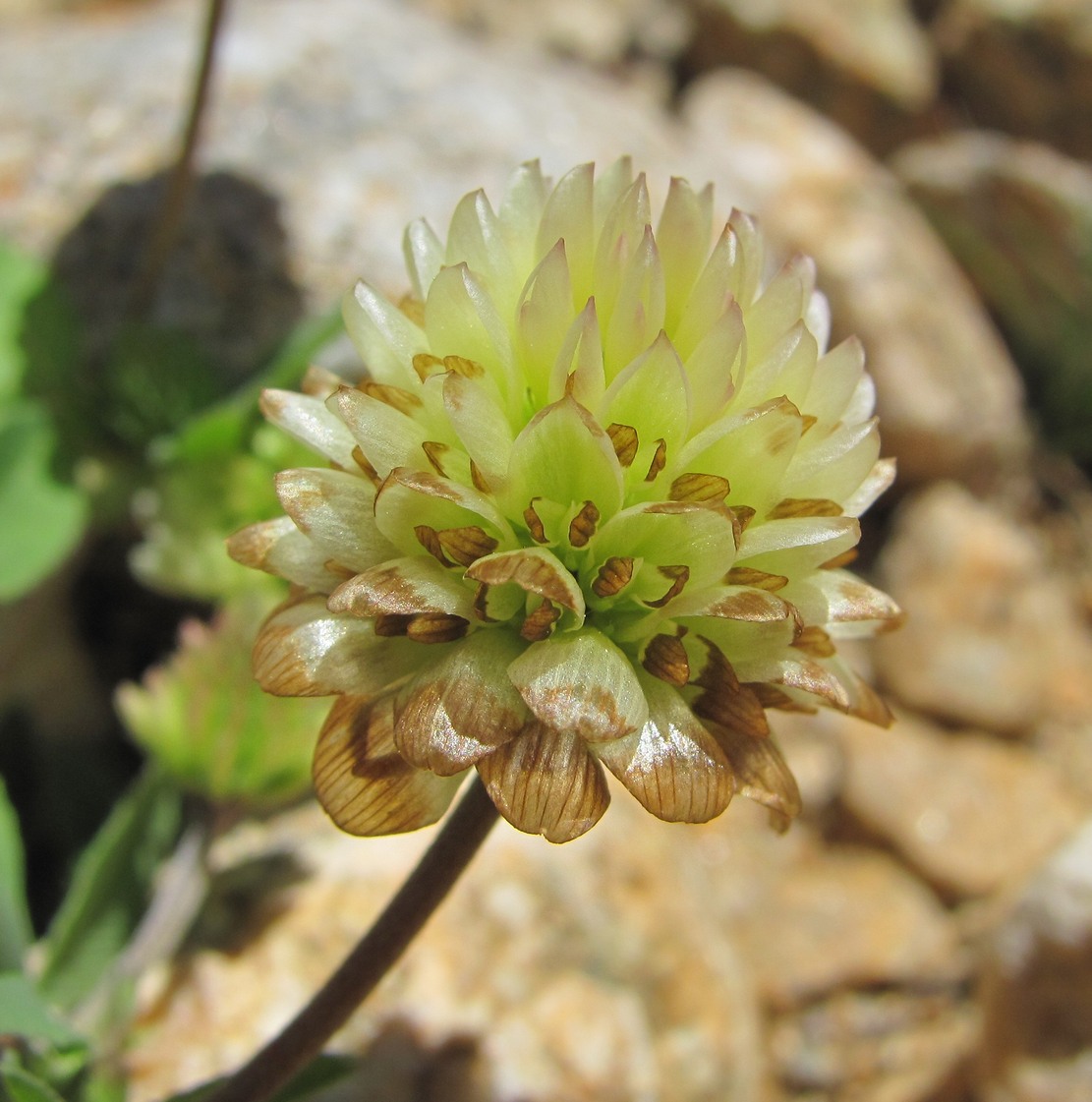 Image of Trifolium rytidosemium specimen.