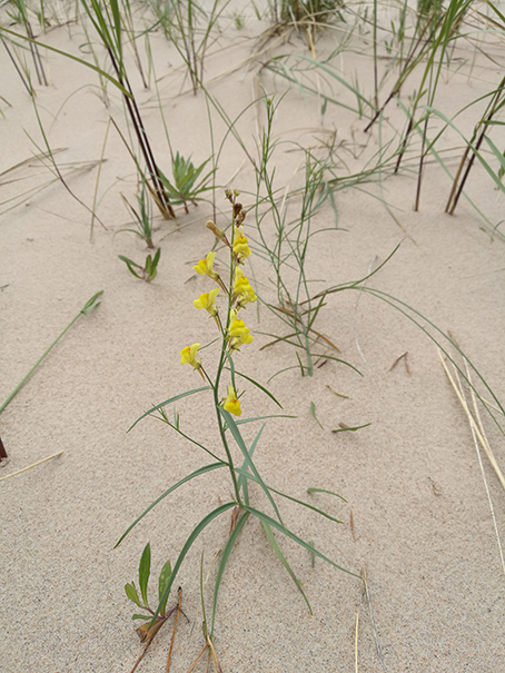 Изображение особи Linaria loeselii.