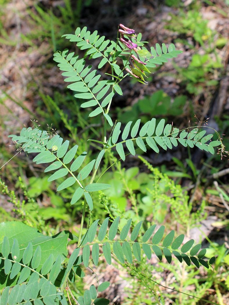 Image of Vicia cassubica specimen.