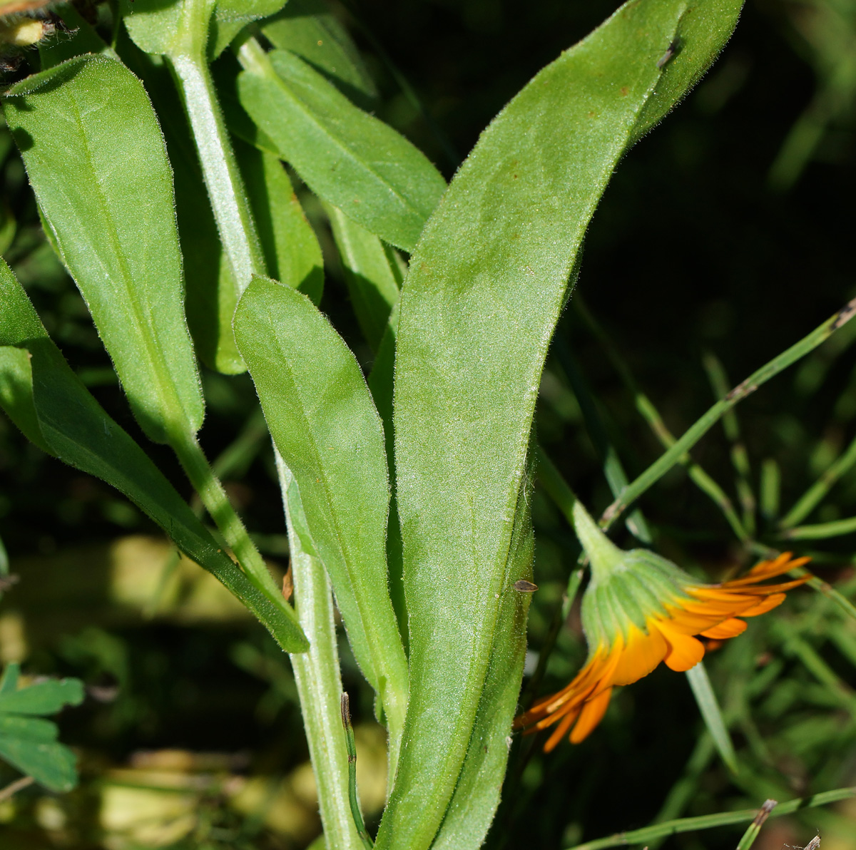 Изображение особи Calendula officinalis.